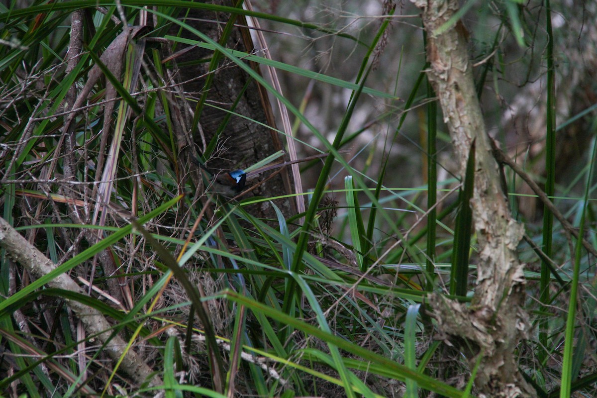 Red-winged Fairywren - ML644963771