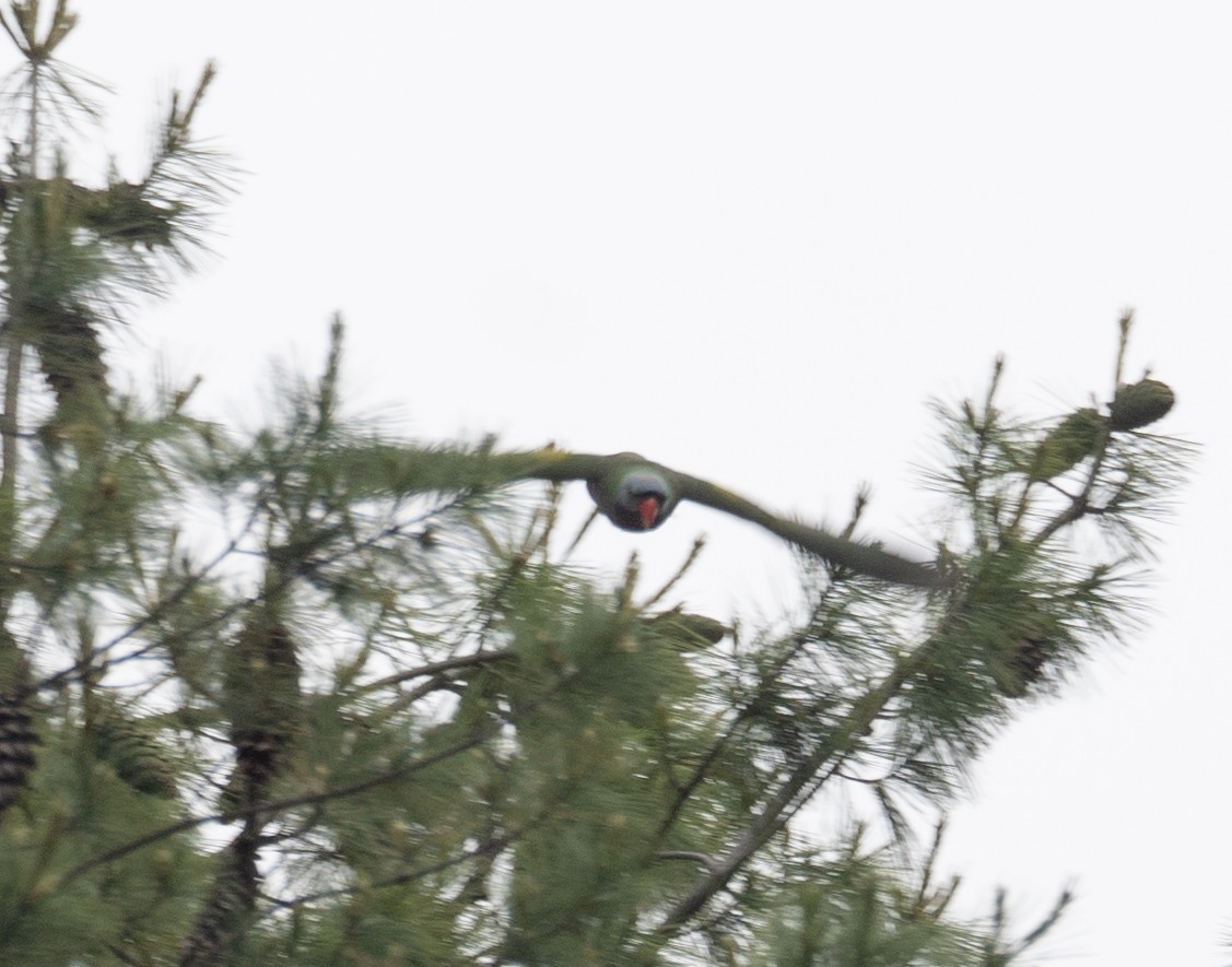 Lord Derby Yeşil Papağanı - ML644963772