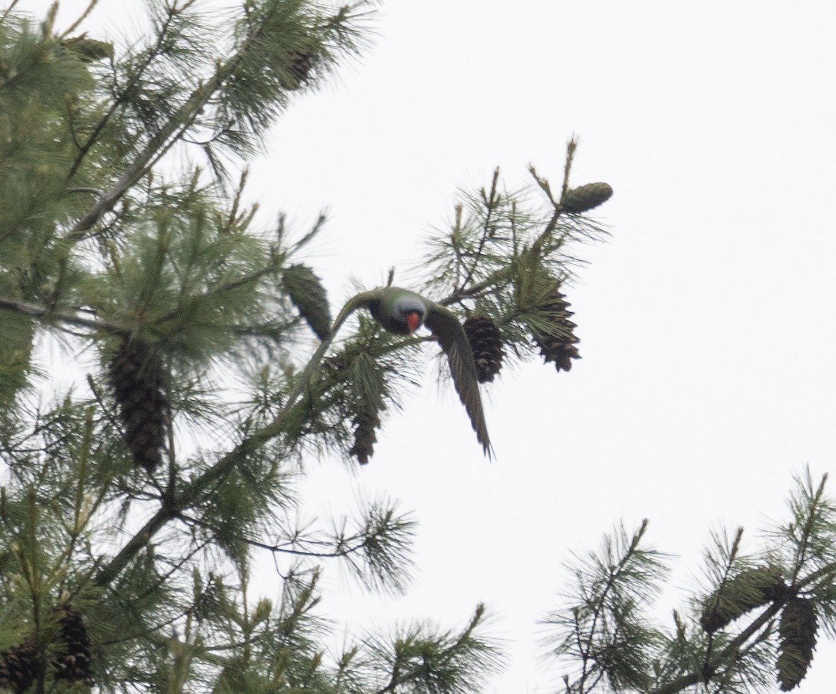 Lord Derby Yeşil Papağanı - ML644963773