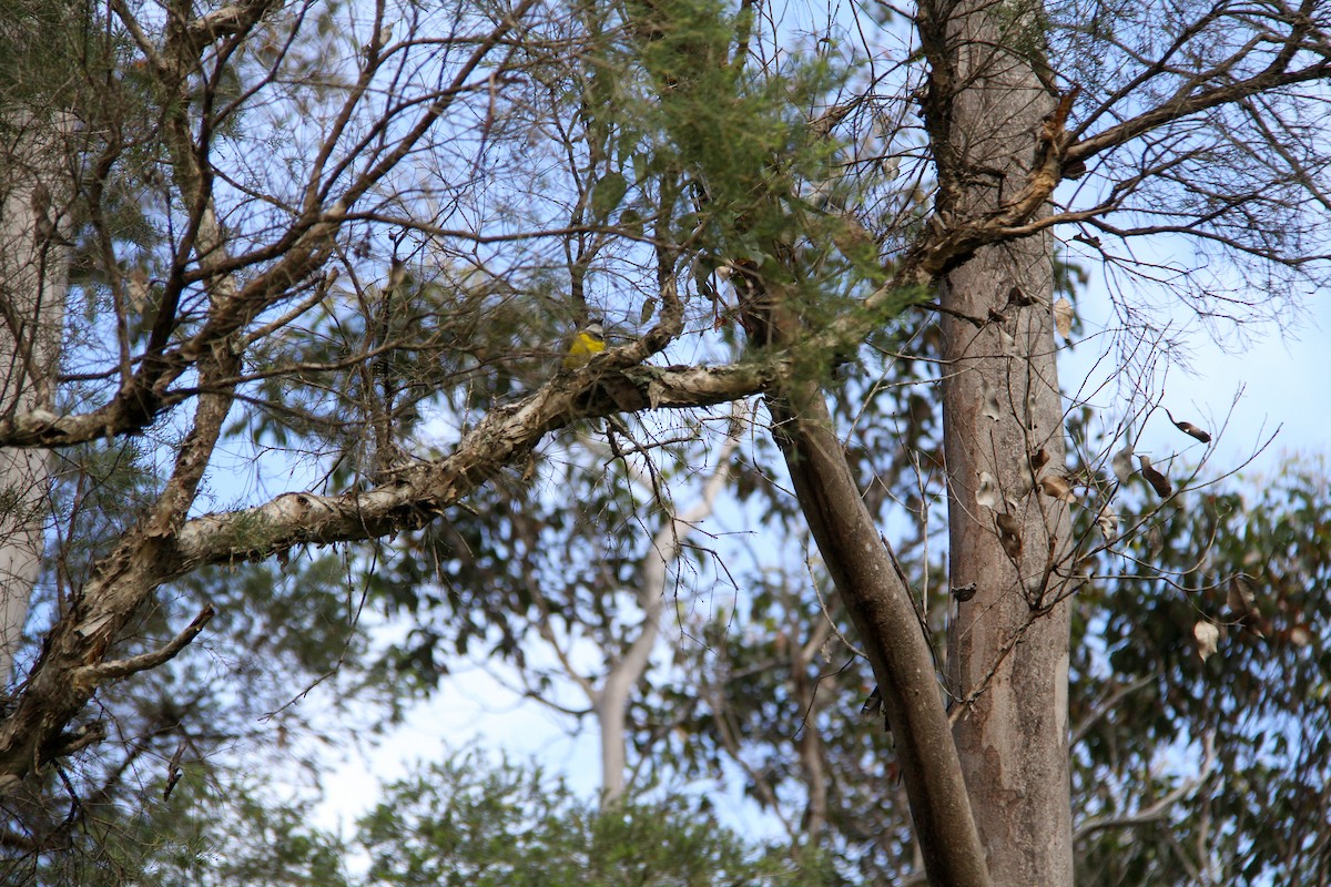 Golden Whistler (Western) - ML644963775