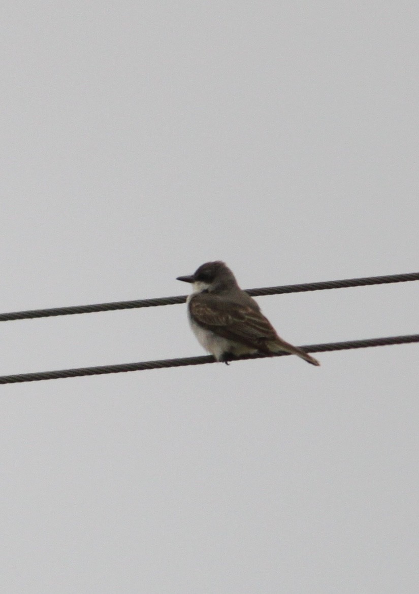 Gray Kingbird - ML644963776