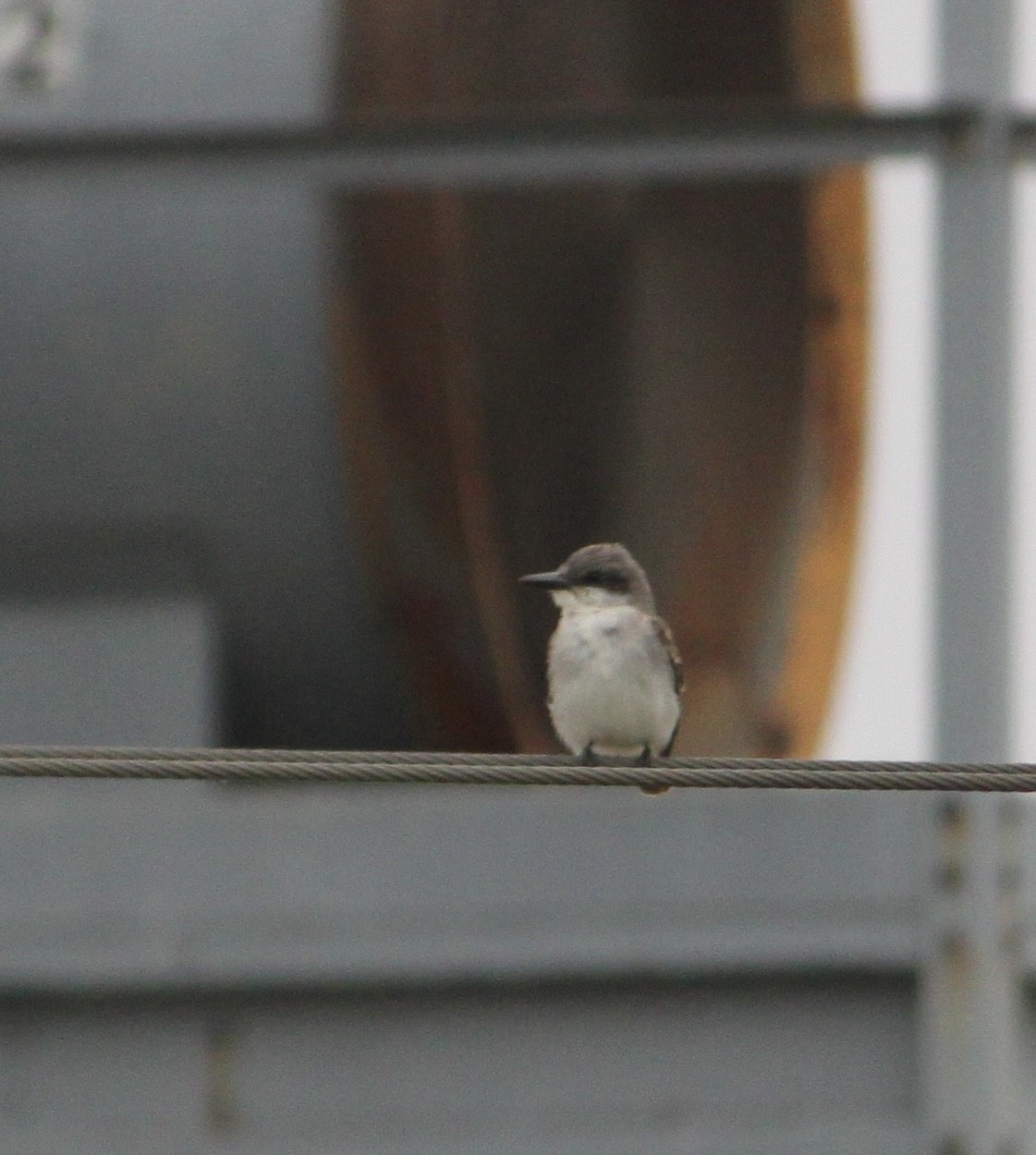 Gray Kingbird - ML644963777