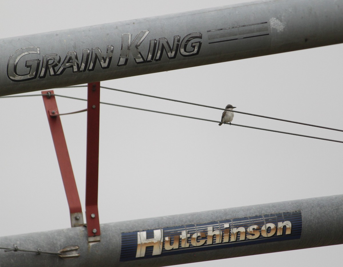 Gray Kingbird - ML644963778