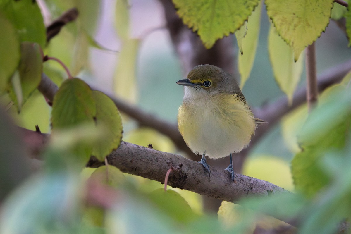White-eyed Vireo - ML644963779