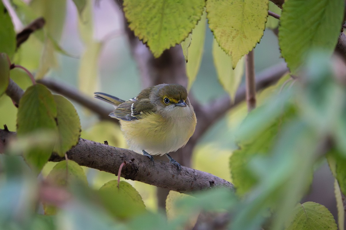 White-eyed Vireo - ML644963780
