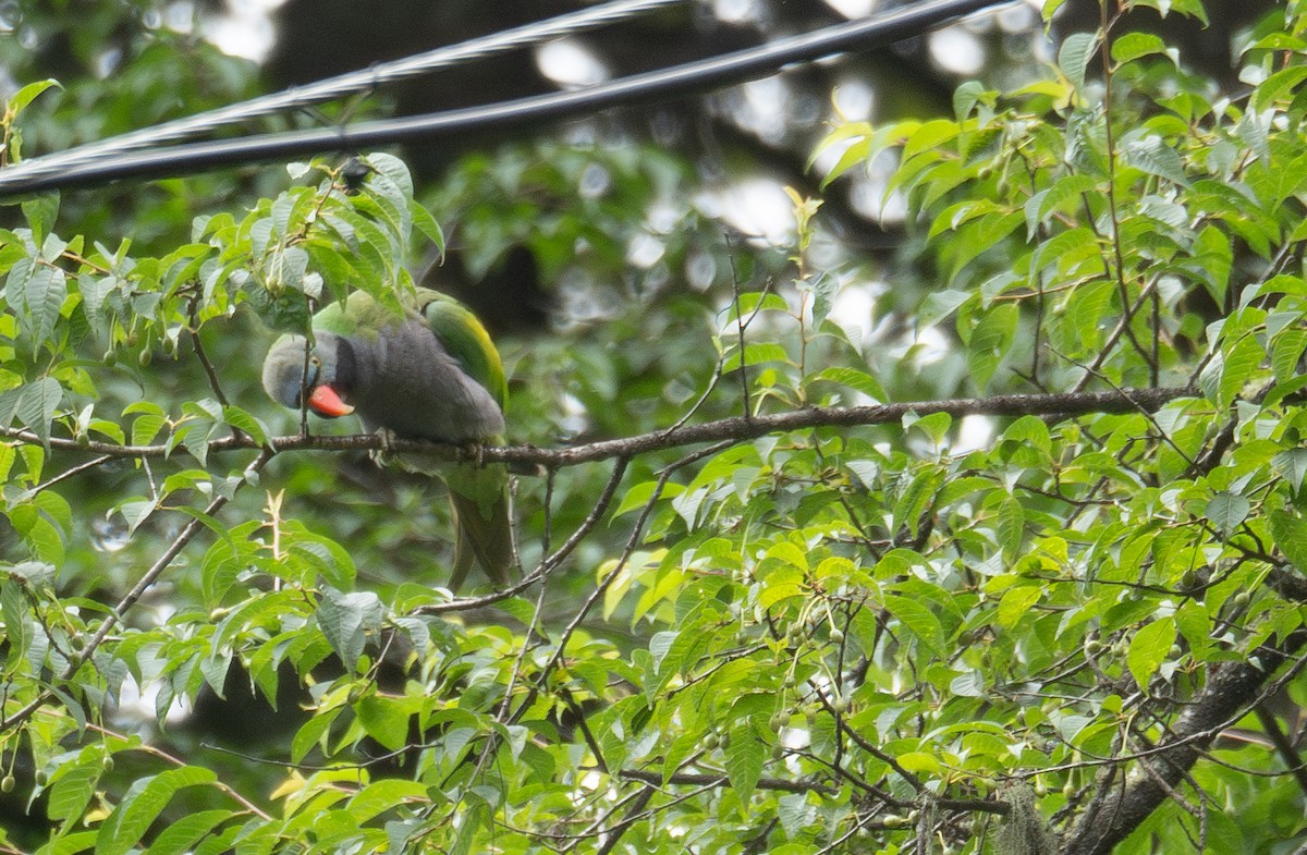 Lord Derby Yeşil Papağanı - ML644963782