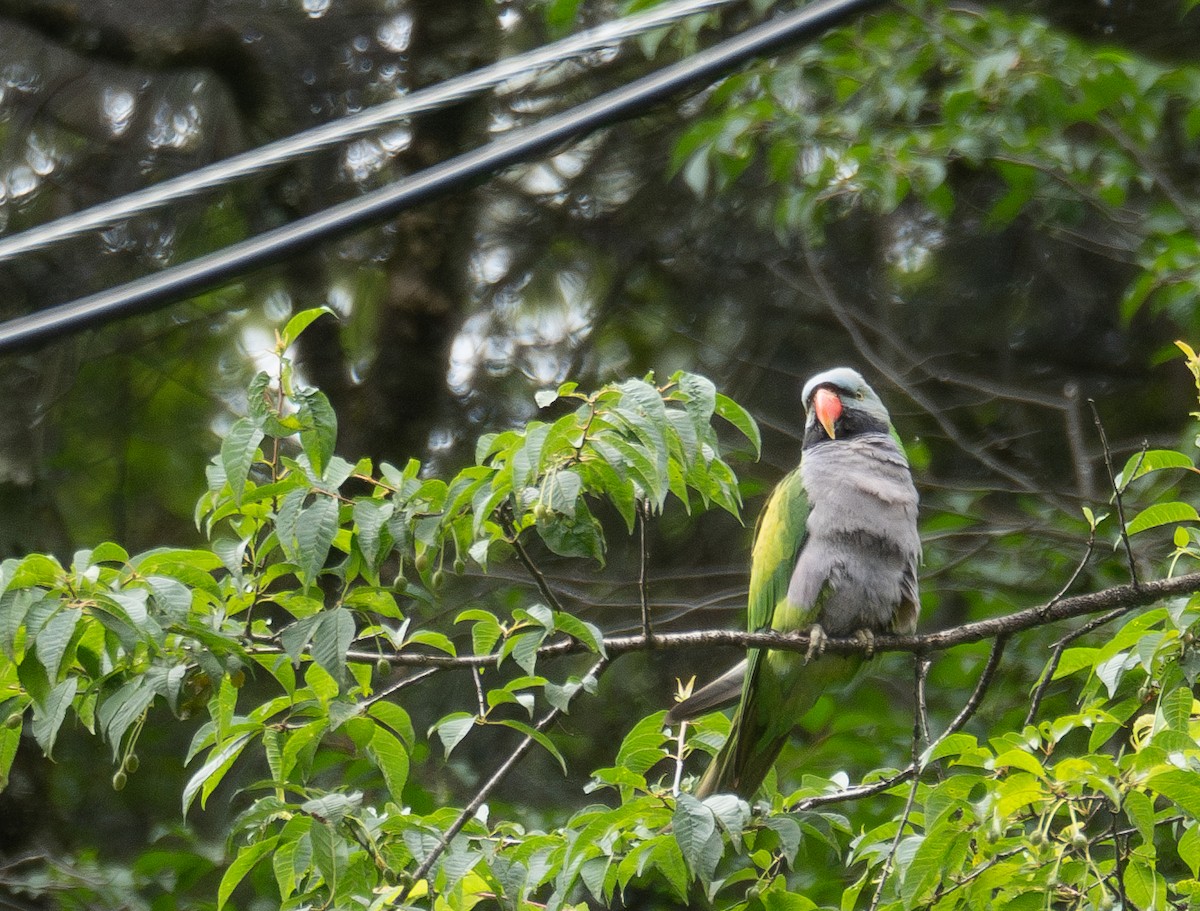 Lord Derby Yeşil Papağanı - ML644963783