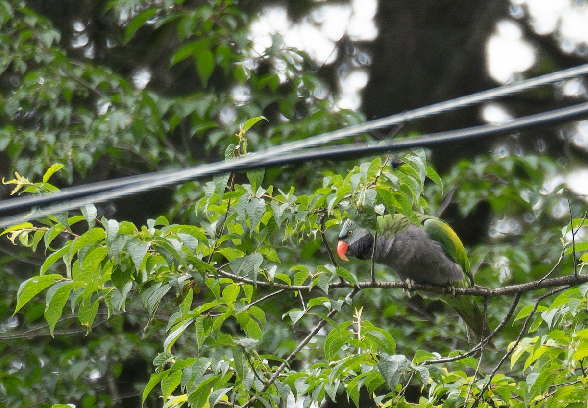 Lord Derby Yeşil Papağanı - ML644963784