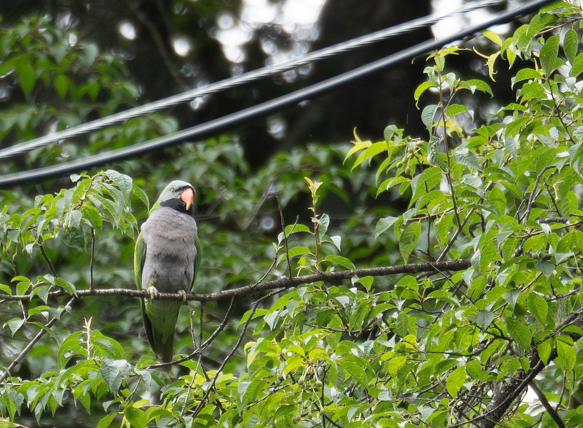 Lord Derby Yeşil Papağanı - ML644963785