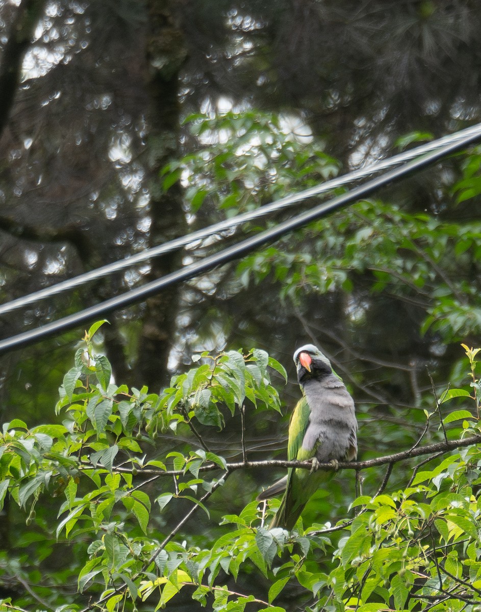 Lord Derby Yeşil Papağanı - ML644963786