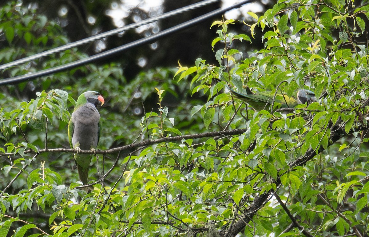 Lord Derby Yeşil Papağanı - ML644963787