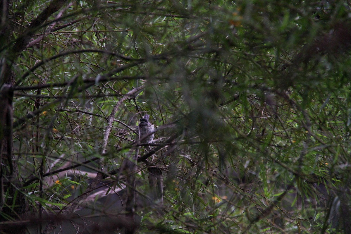 Gray Fantail - ML644963790