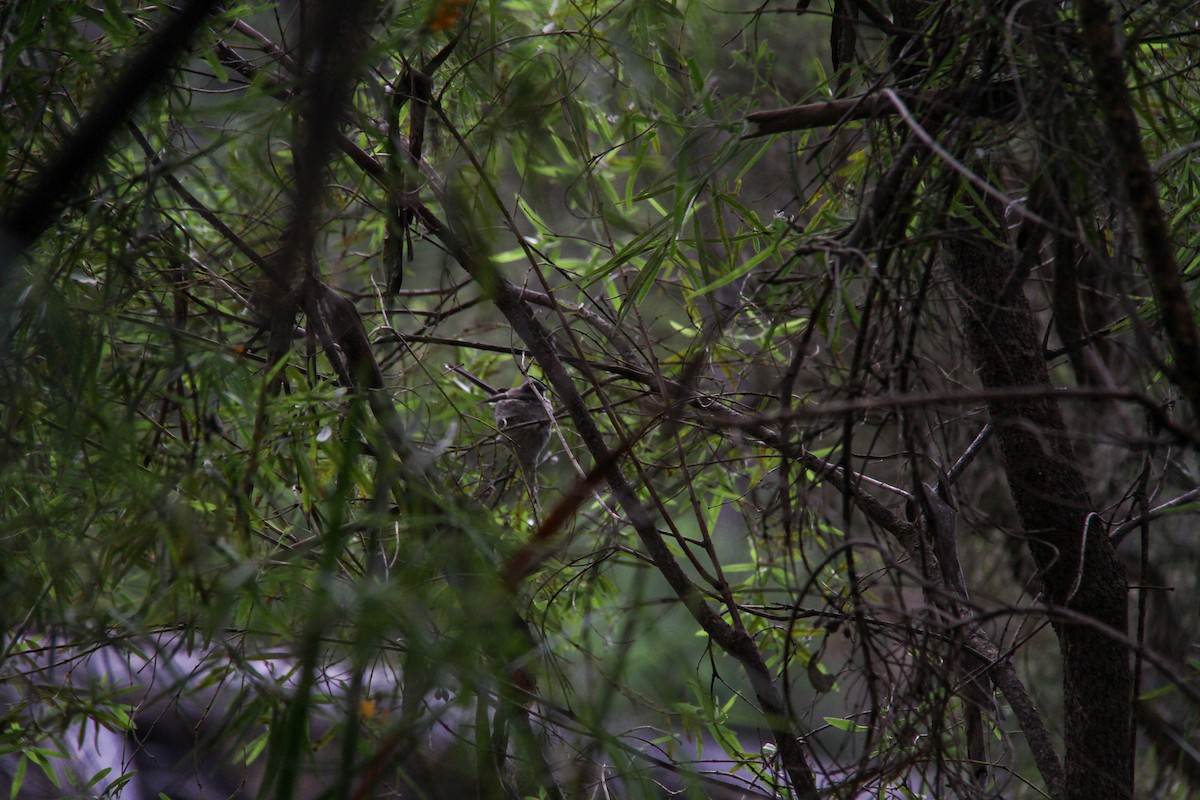 Gray Fantail - ML644963791