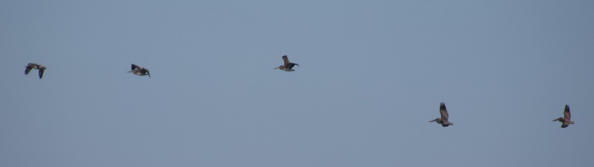 Brown Pelican - ML644963796