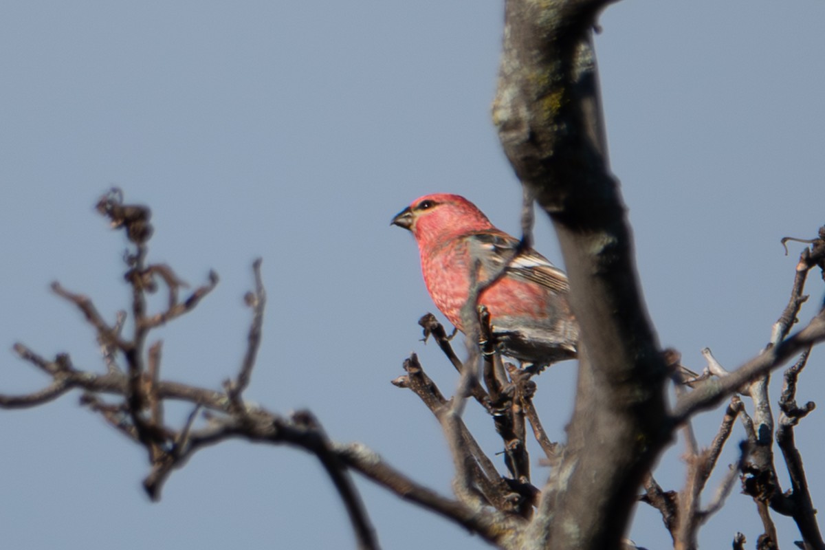 Pinu-gailupa - ML644963800