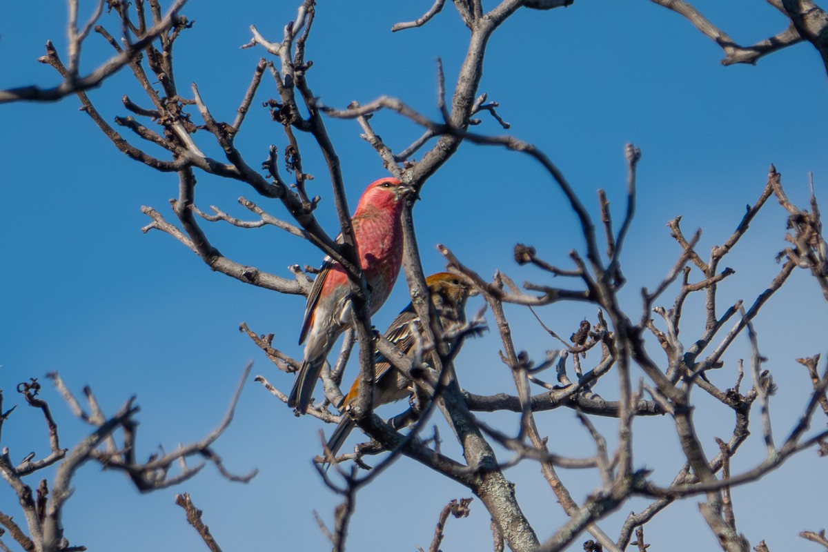 Pinu-gailupa - ML644963801