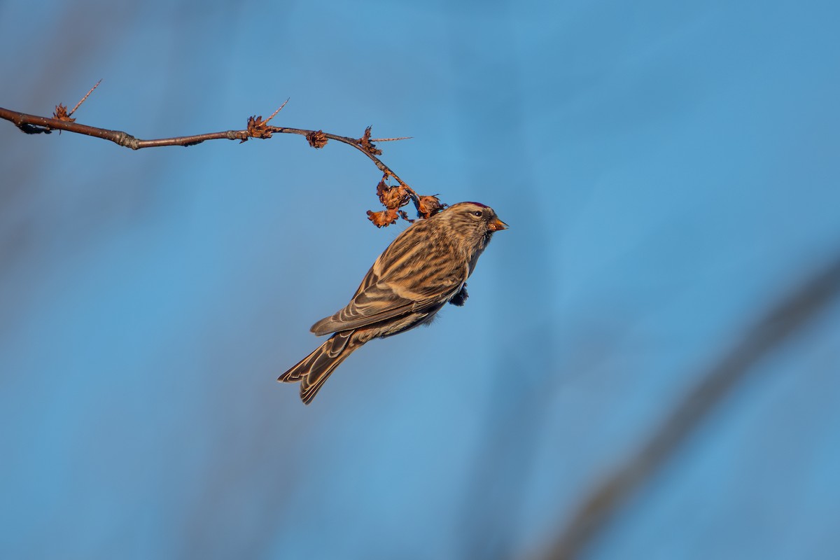 Redpoll - ML644963812