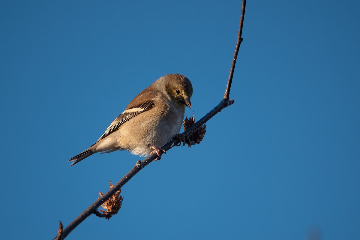 American Goldfinch - ML644963818