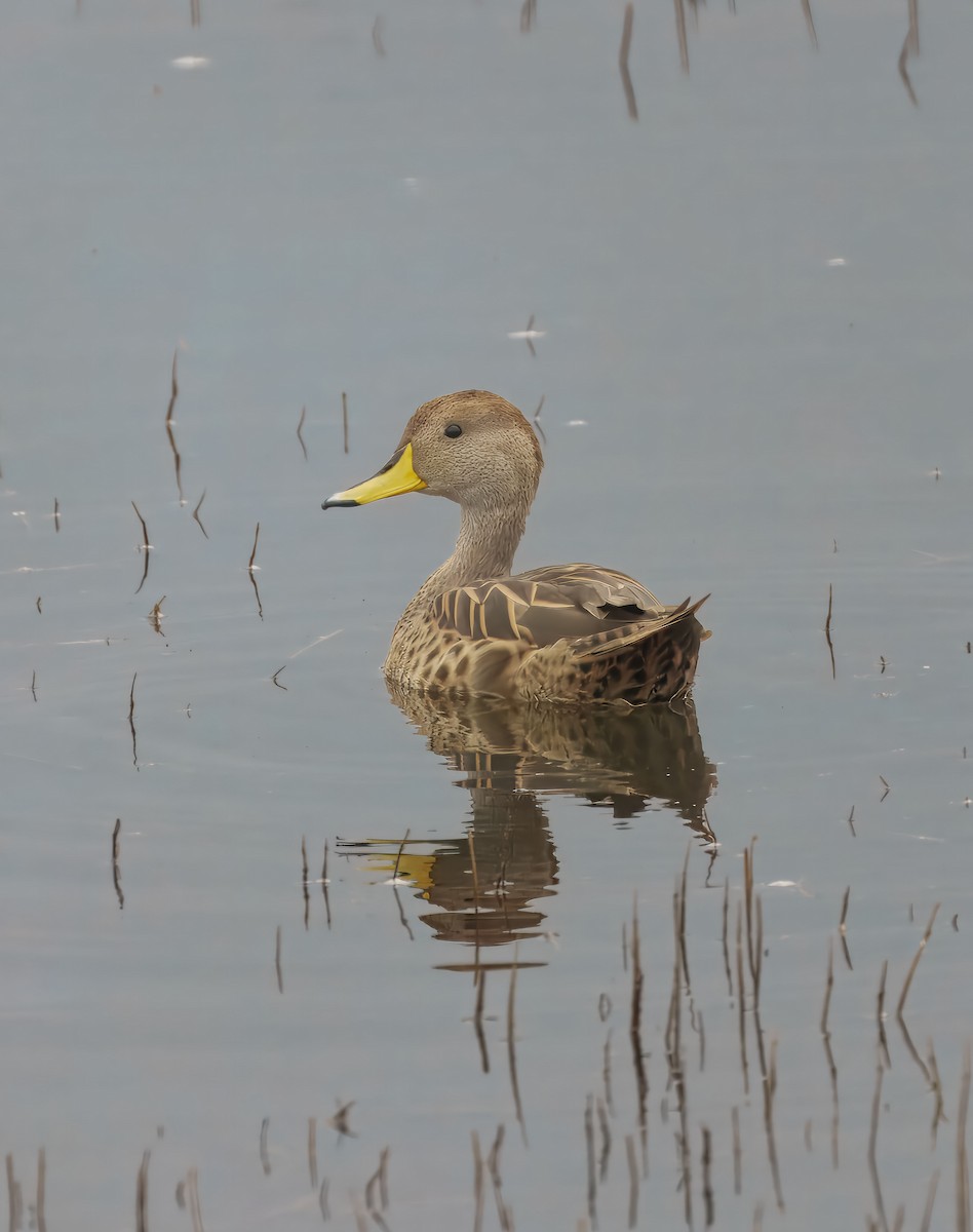 gulnebbstjertand - ML644963828