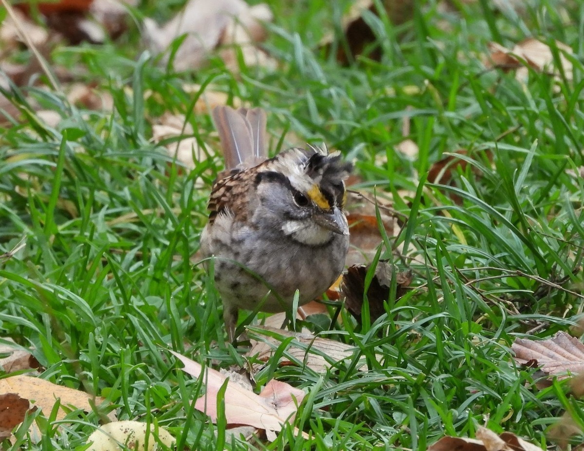 White-throated Sparrow - ML644963831