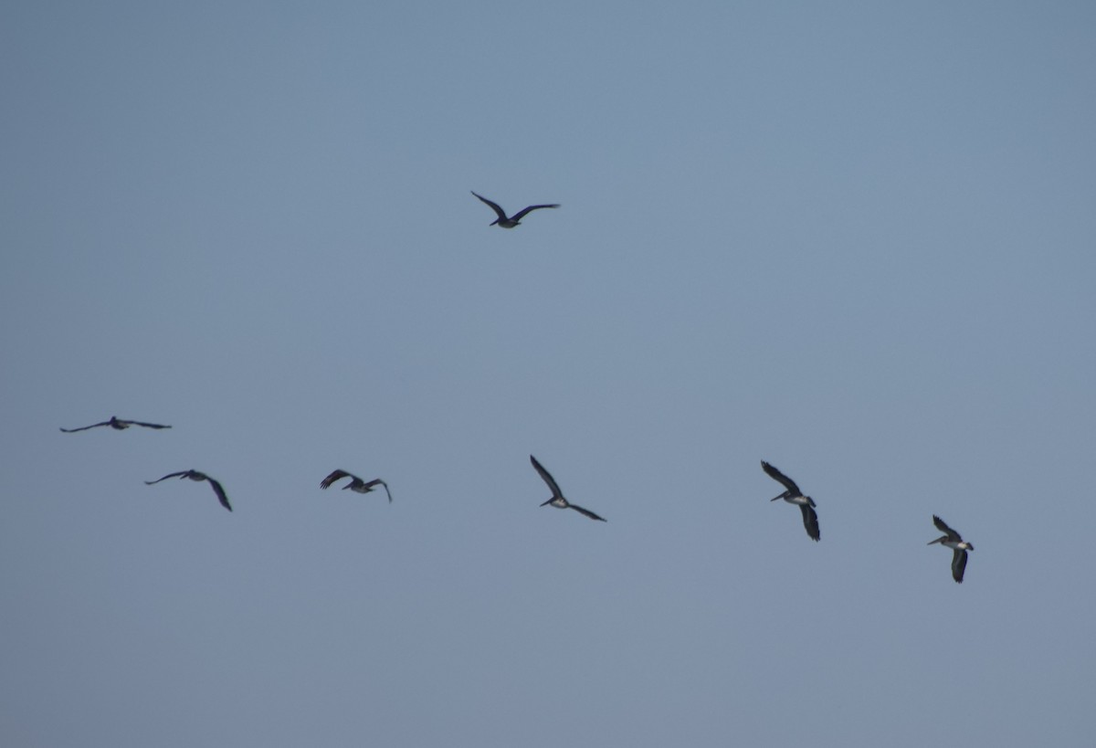 Brown Pelican - ML644963833