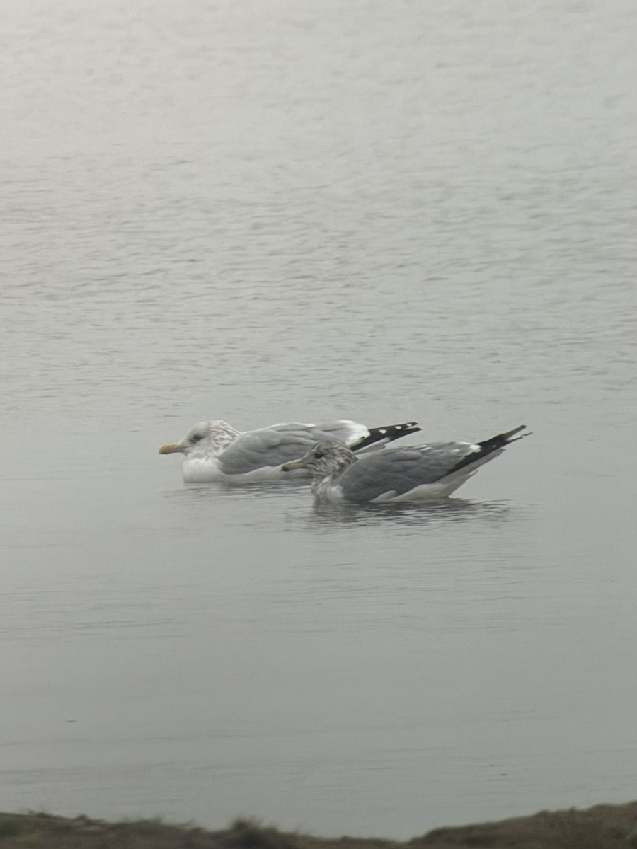 California Gull - ML644963843
