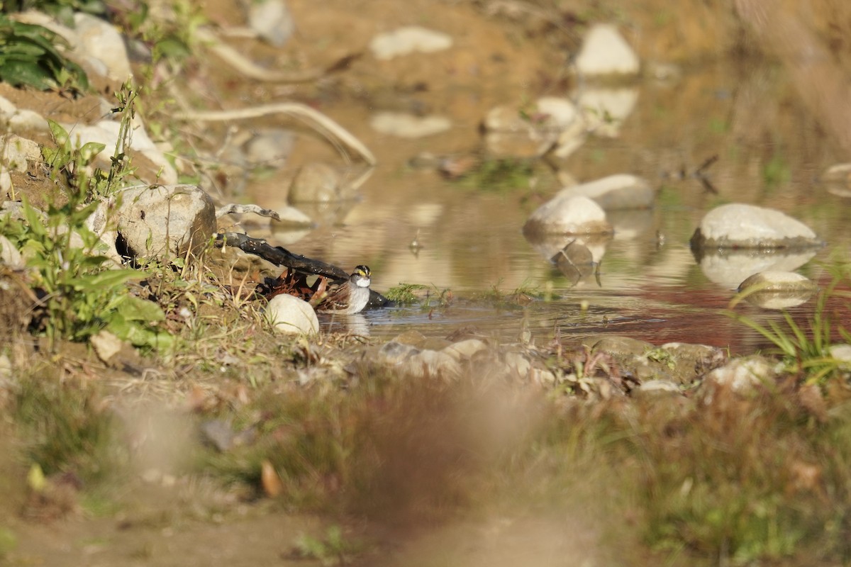 White-throated Sparrow - ML644963846