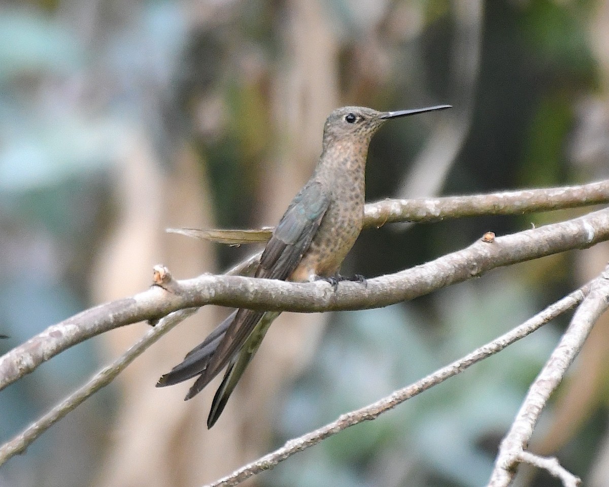 Giant Hummingbird - ML644963851