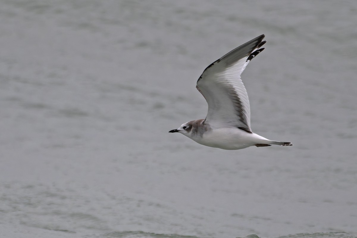 Sabine's Gull - ML644963854