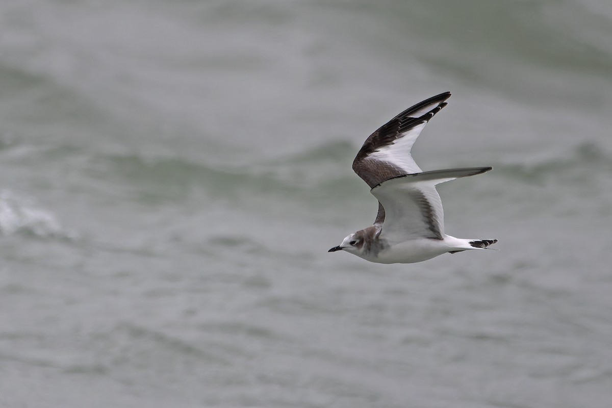 Sabine's Gull - ML644963855
