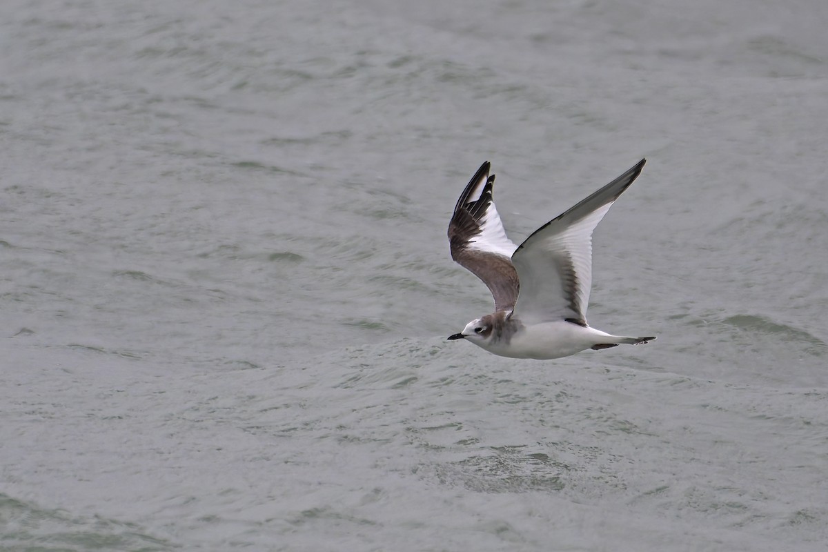 Sabine's Gull - ML644963856