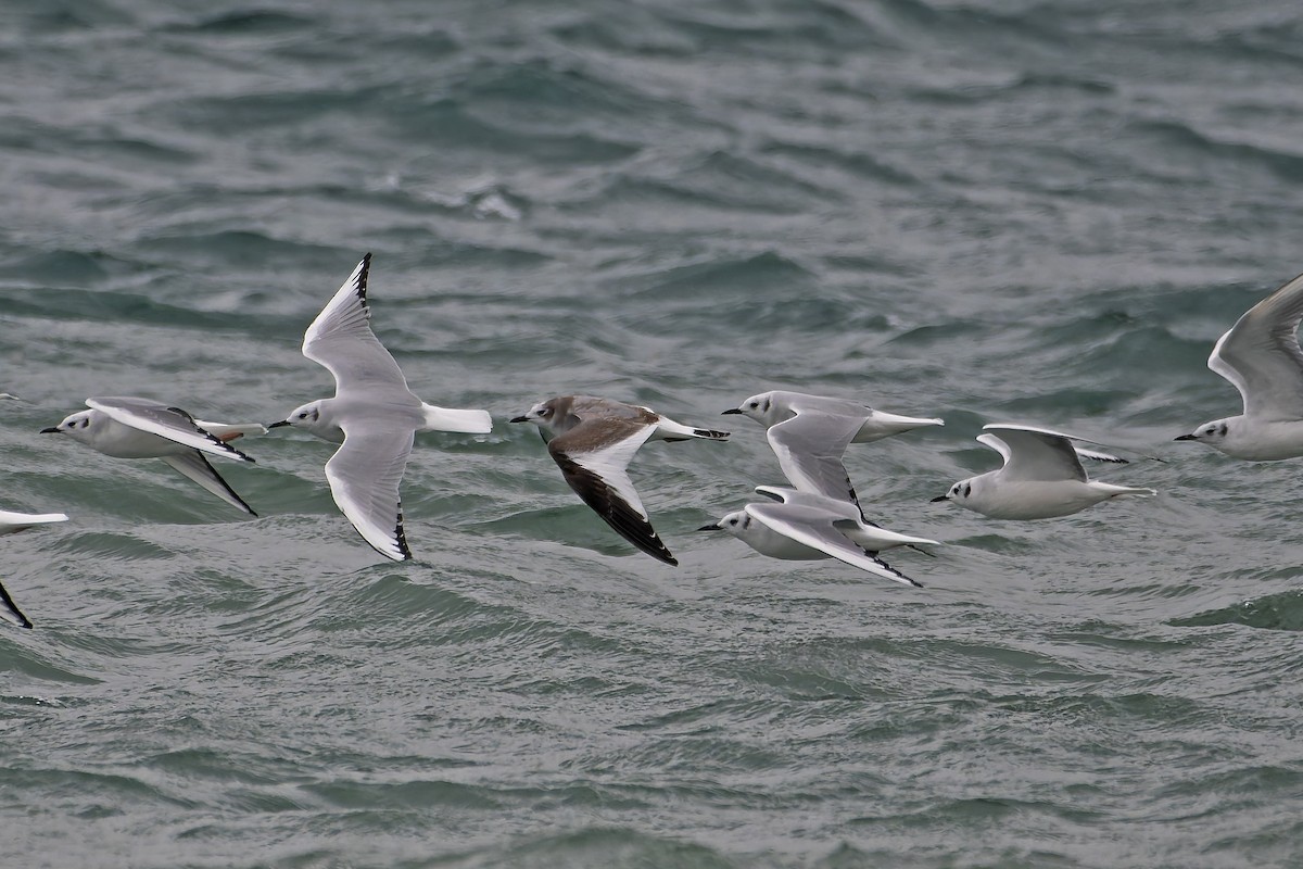 Sabine's Gull - ML644963857