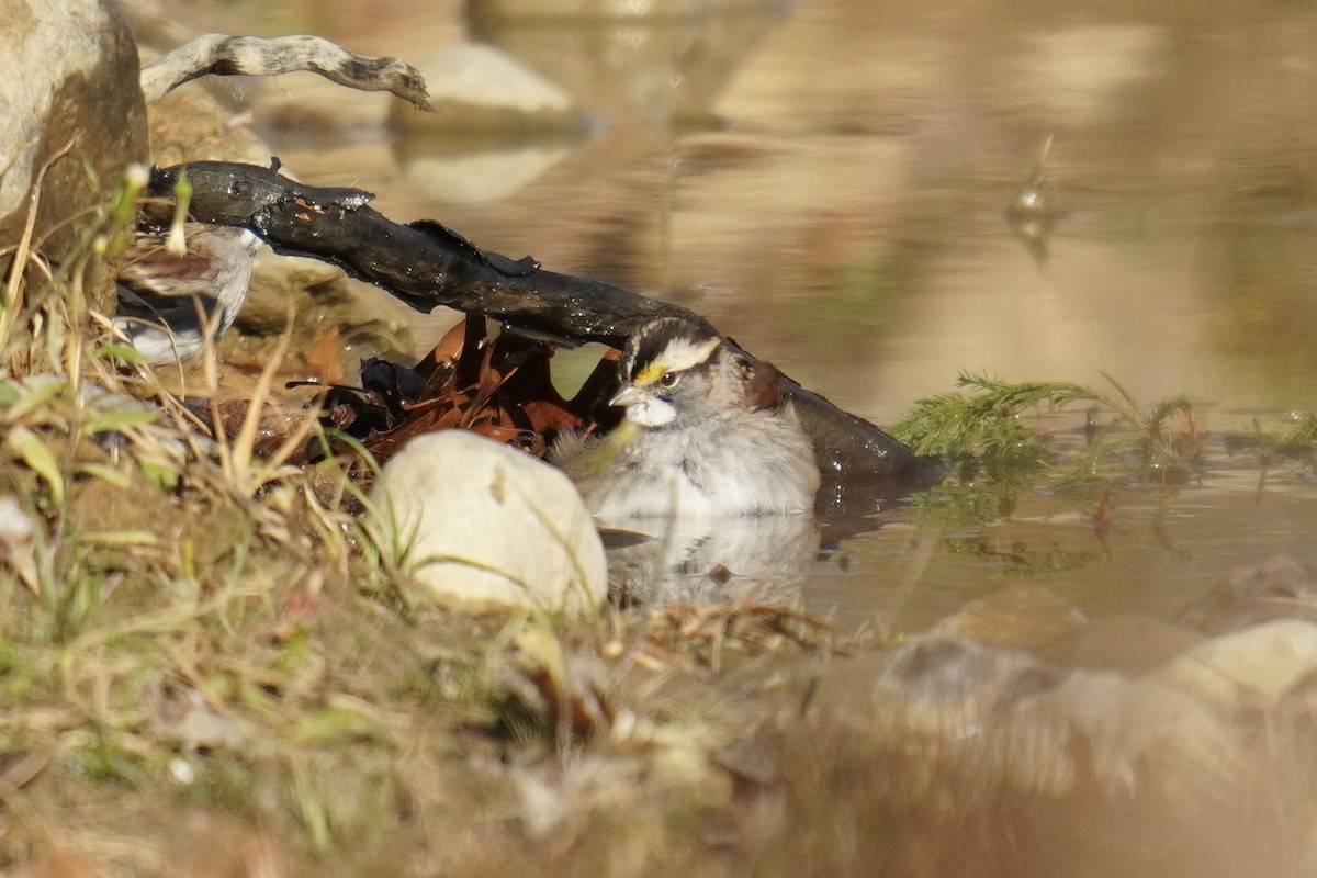 White-throated Sparrow - ML644963863