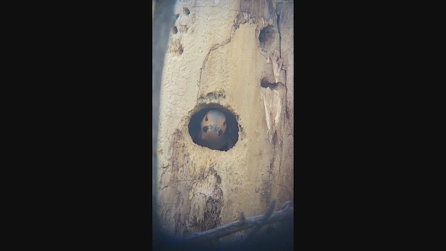 Altın Ağaçkakan - ML644963869