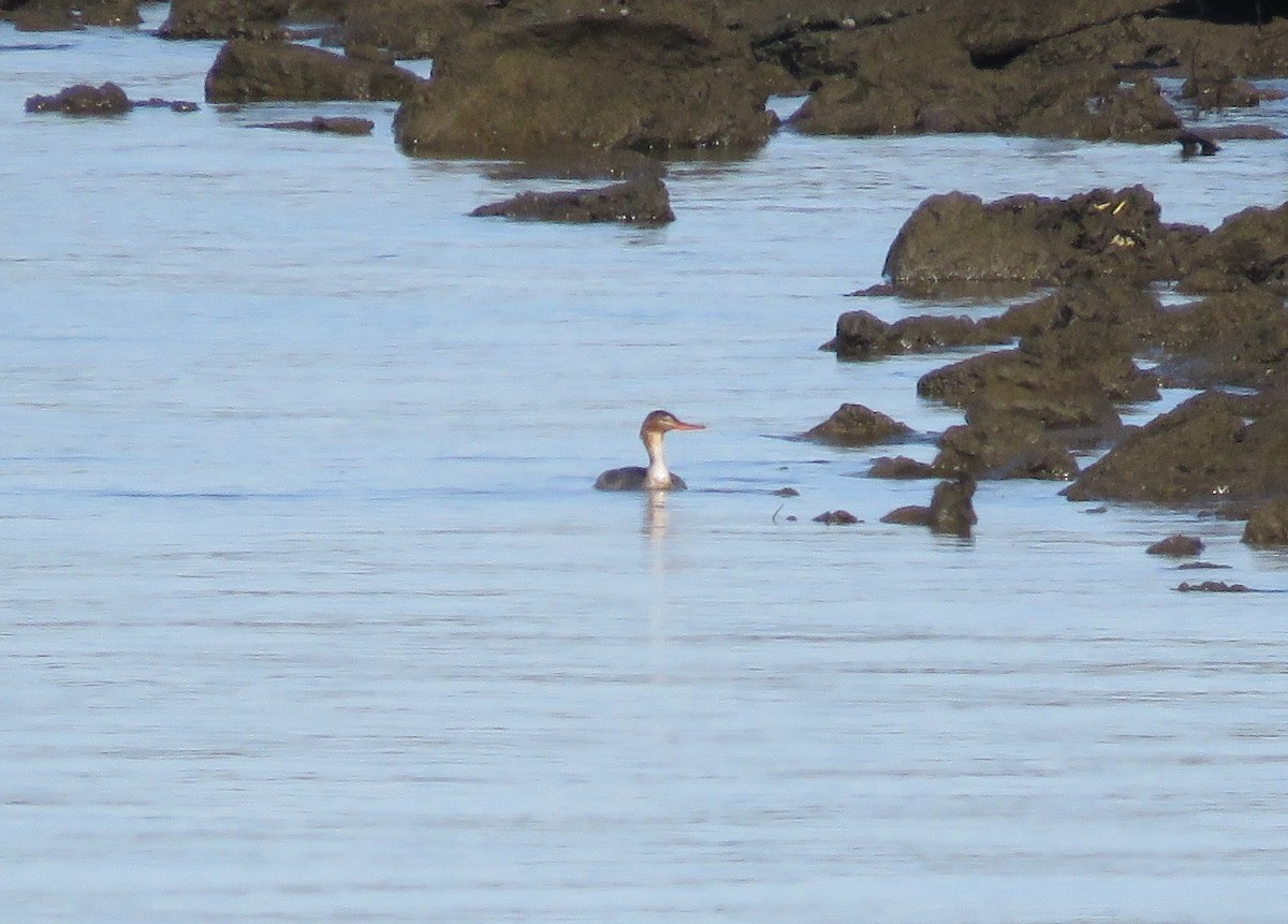 Red-breasted Merganser - ML644963871