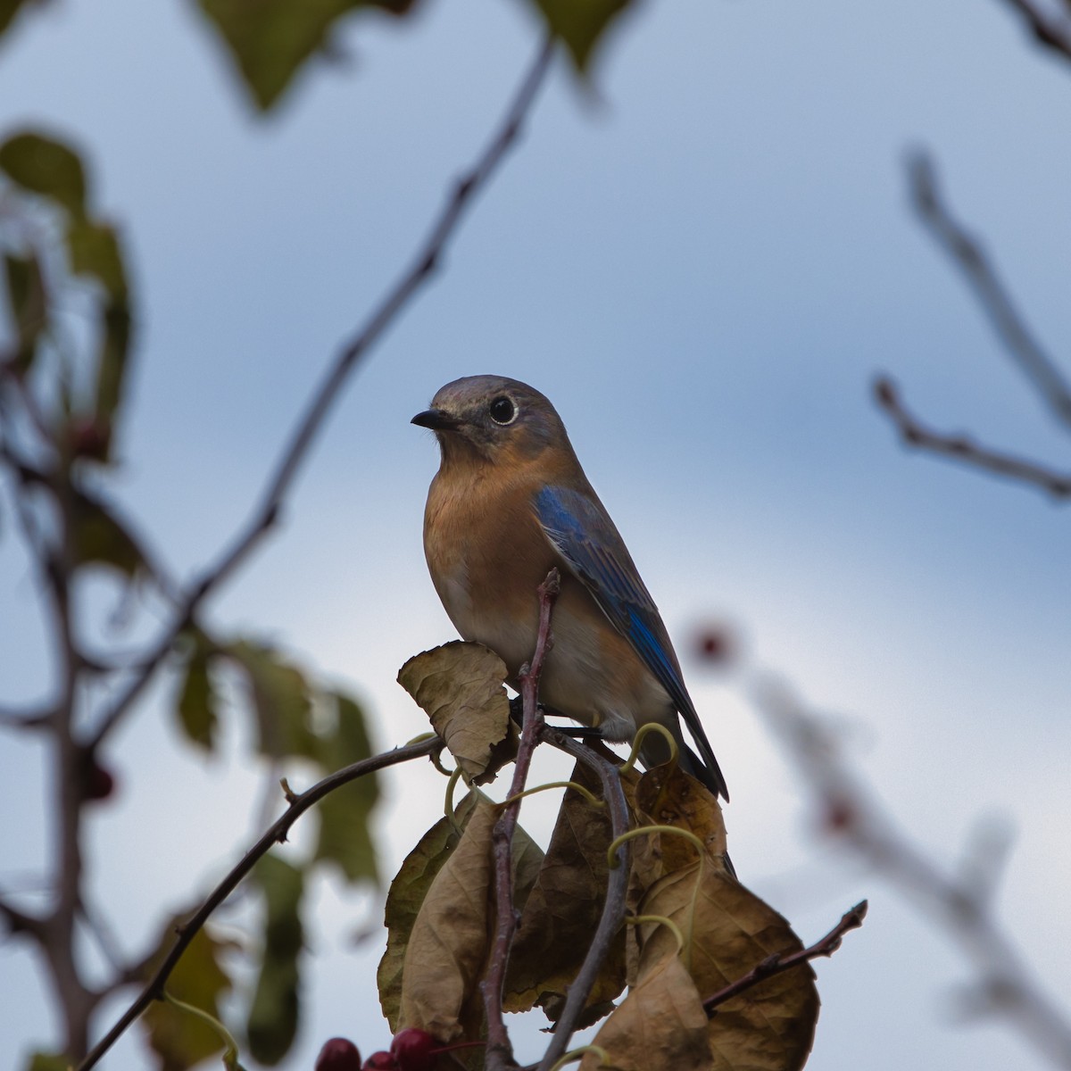 Eastern Bluebird - ML644963910