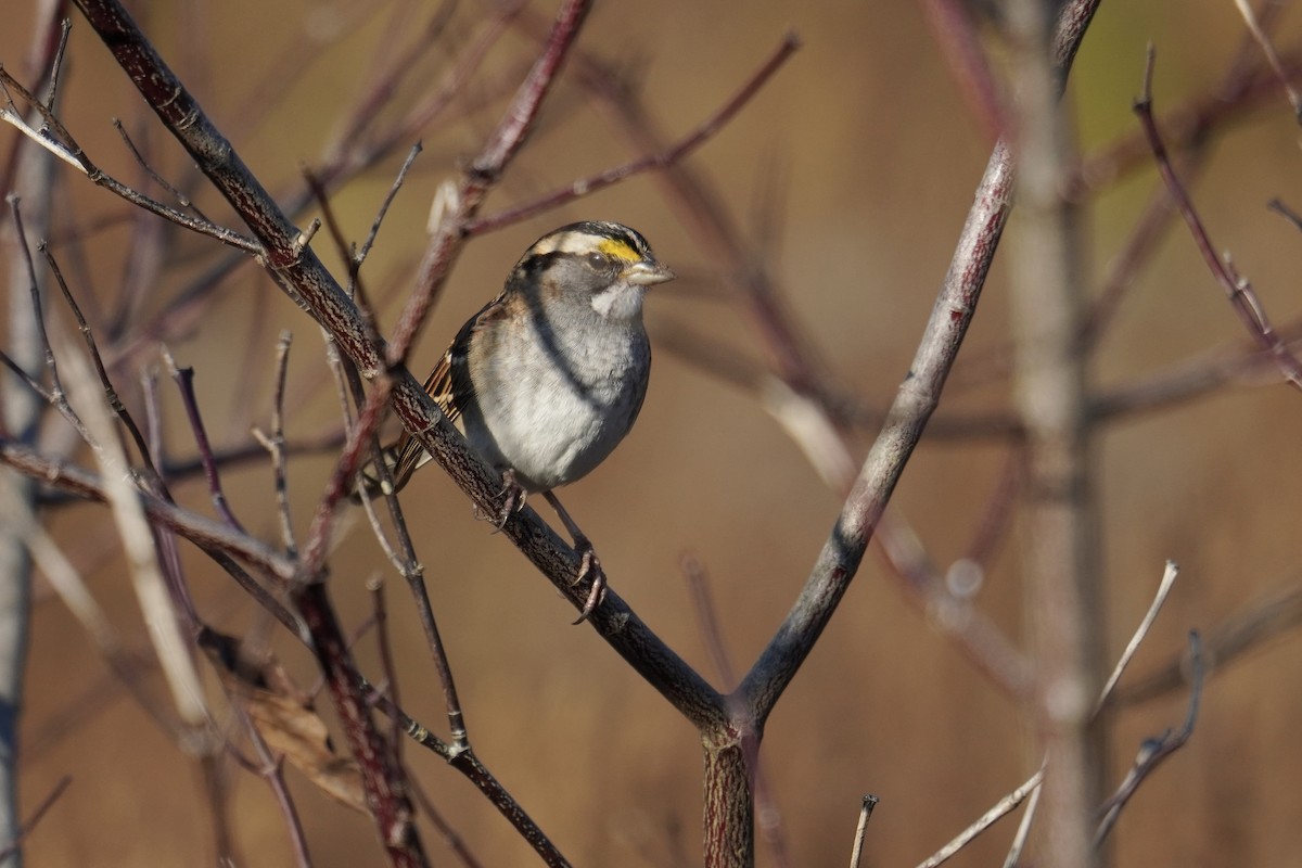 White-throated Sparrow - ML644963912