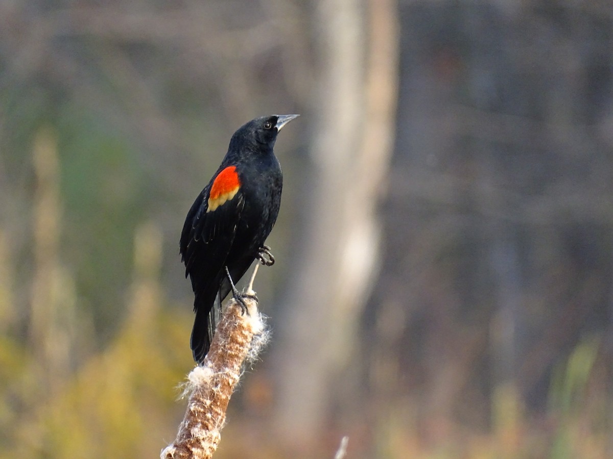 Red-winged Blackbird - ML644963913