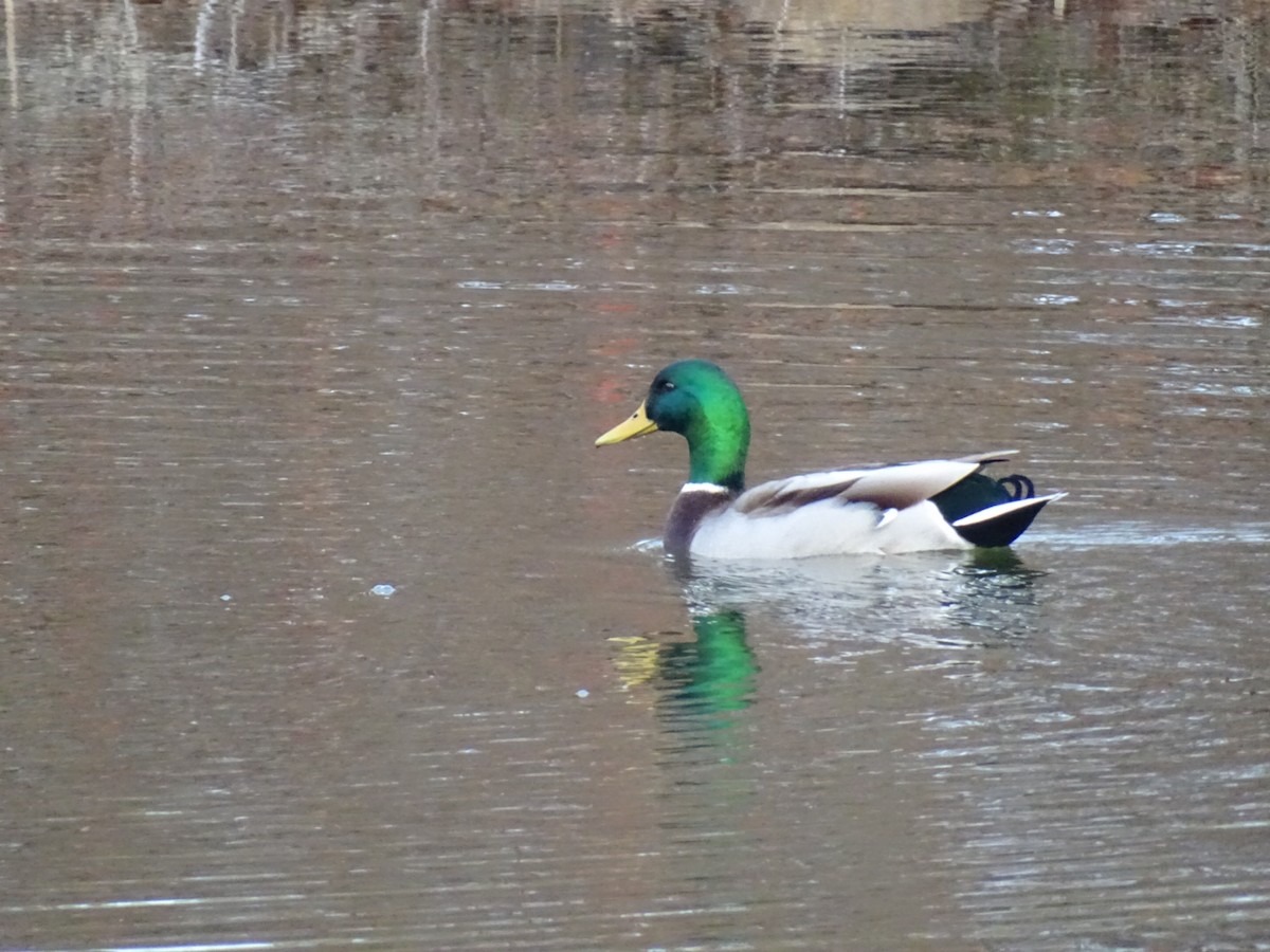 Mallard - ML644963925