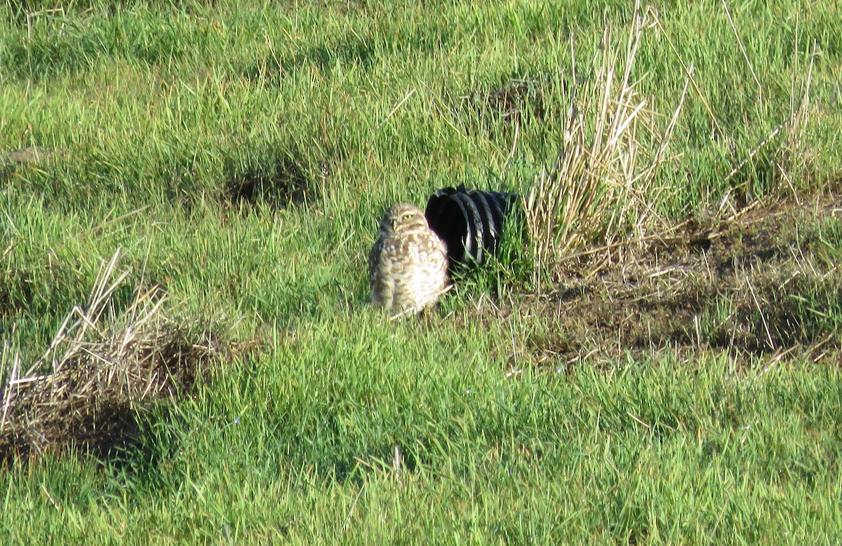 Burrowing Owl - ML644963933