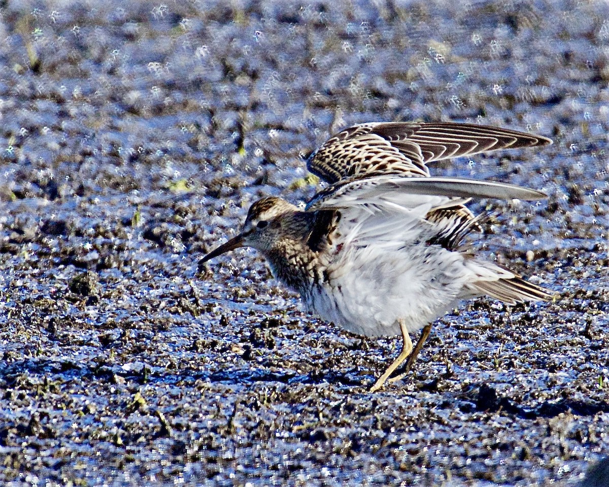 Дутыш - ML644963935