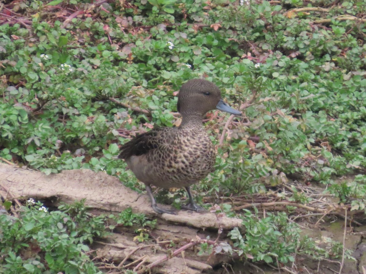 Sarcelle des Andes - ML644963938