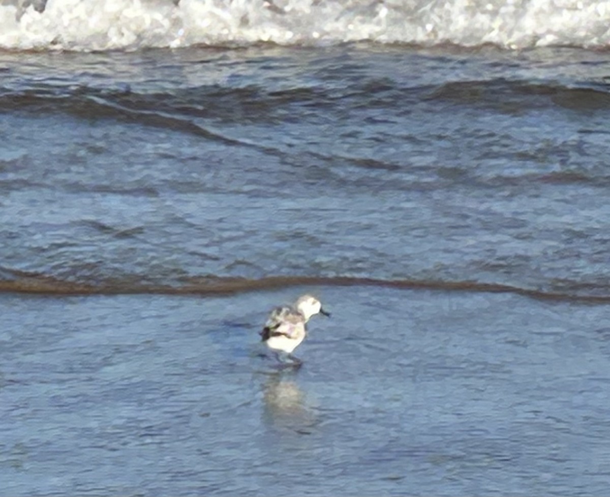 Txirri zuria - ML644963939