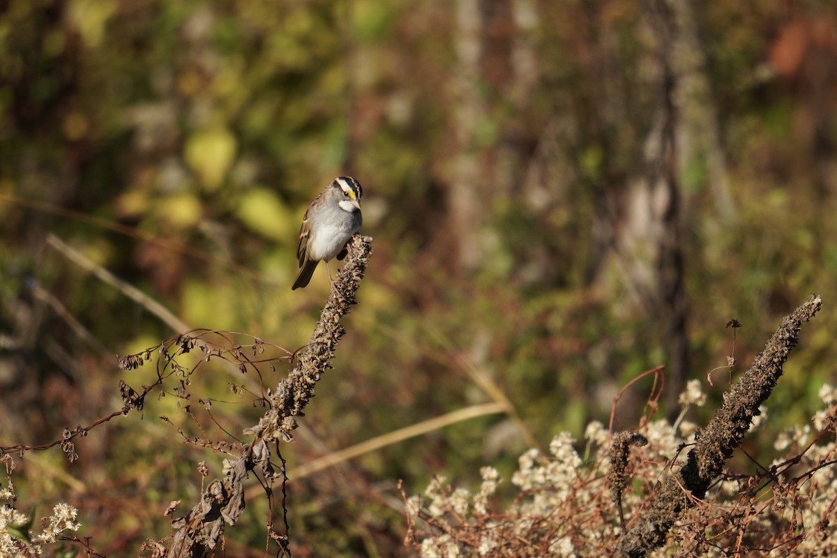 White-throated Sparrow - ML644963941