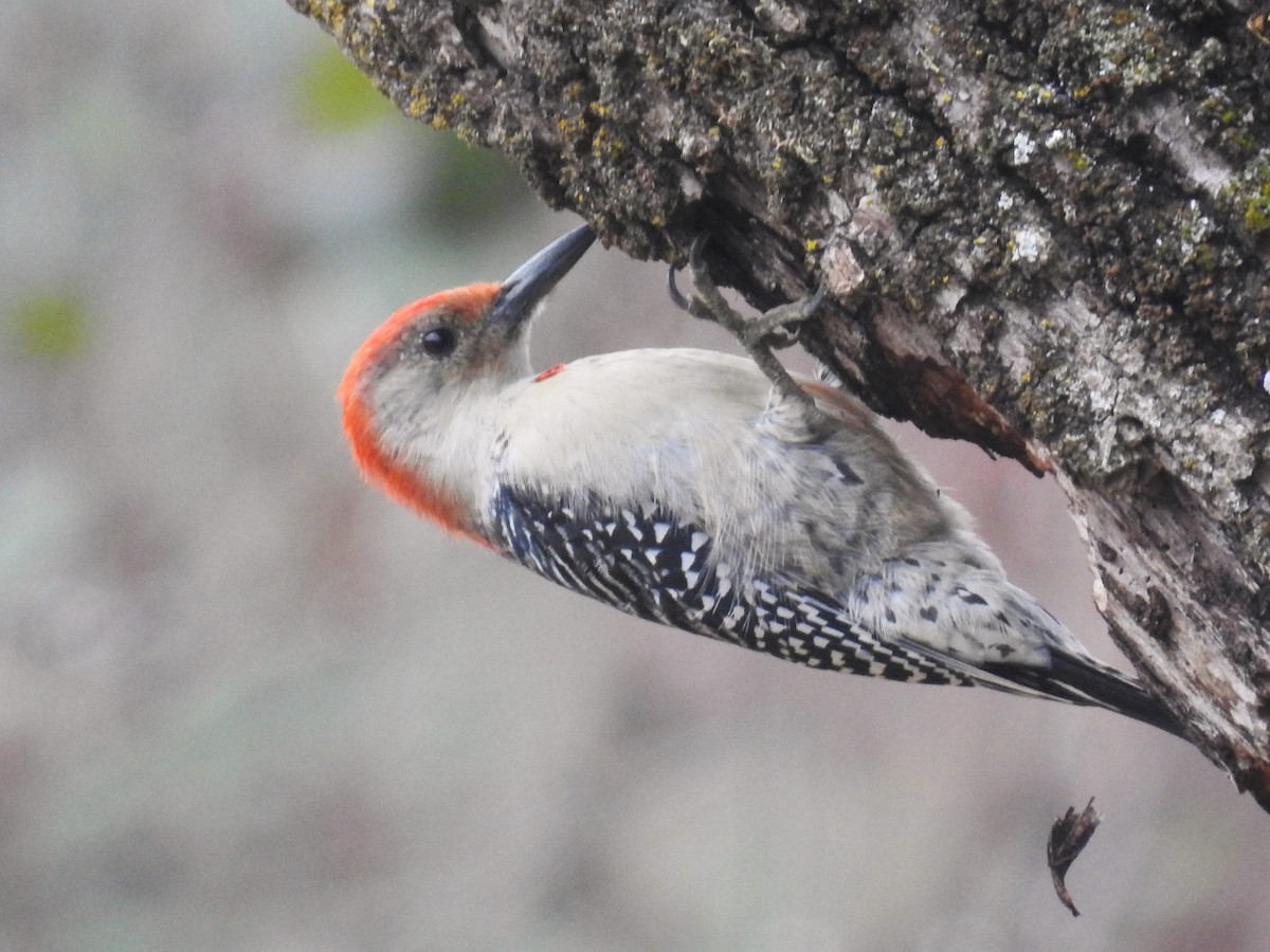 Red-bellied Woodpecker - ML644963949