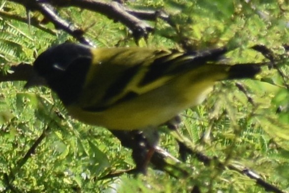 Hooded Siskin - ML644963950
