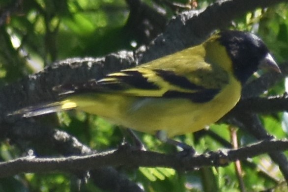 Hooded Siskin - ML644963951