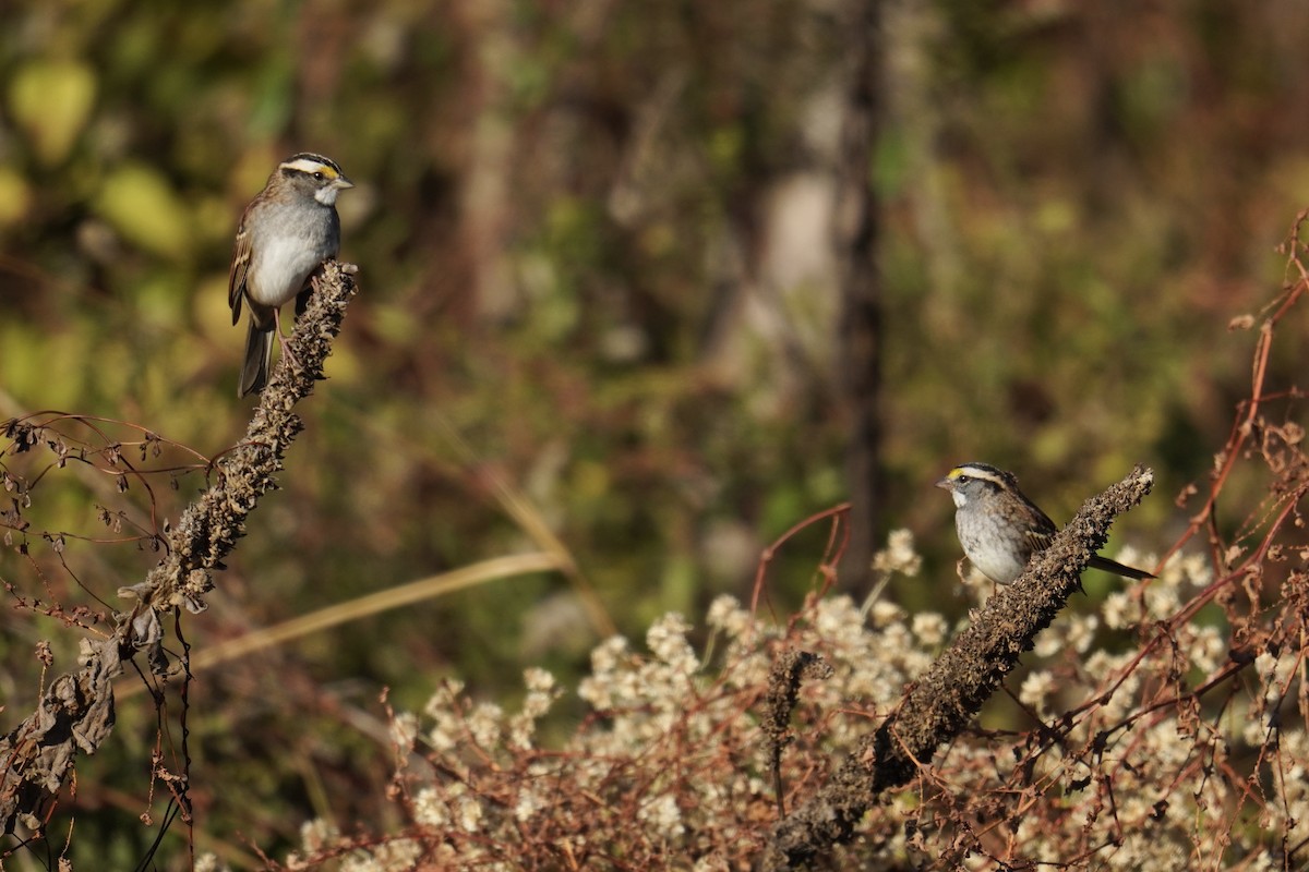 White-throated Sparrow - ML644963955