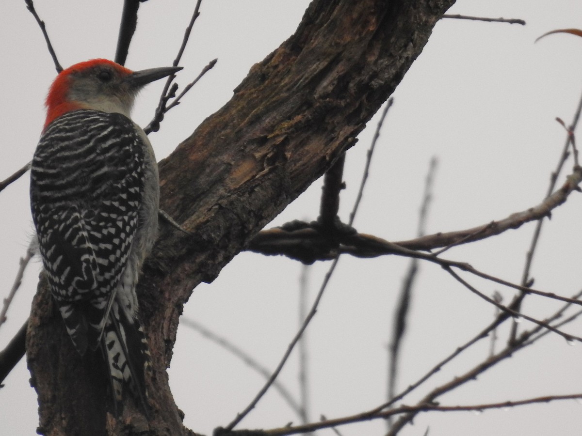 Red-bellied Woodpecker - ML644963956