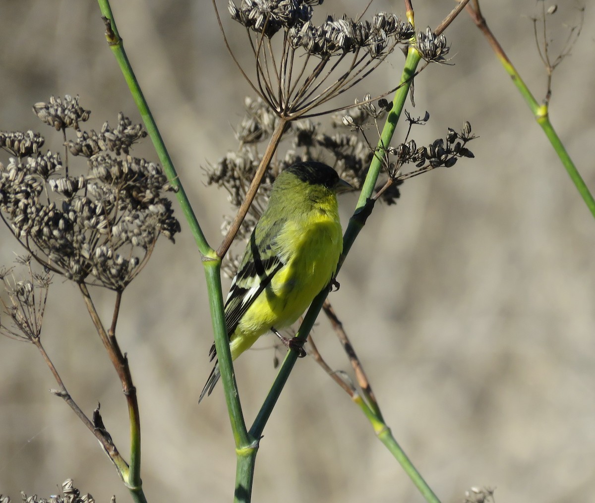 Lesser Goldfinch - ML644963957